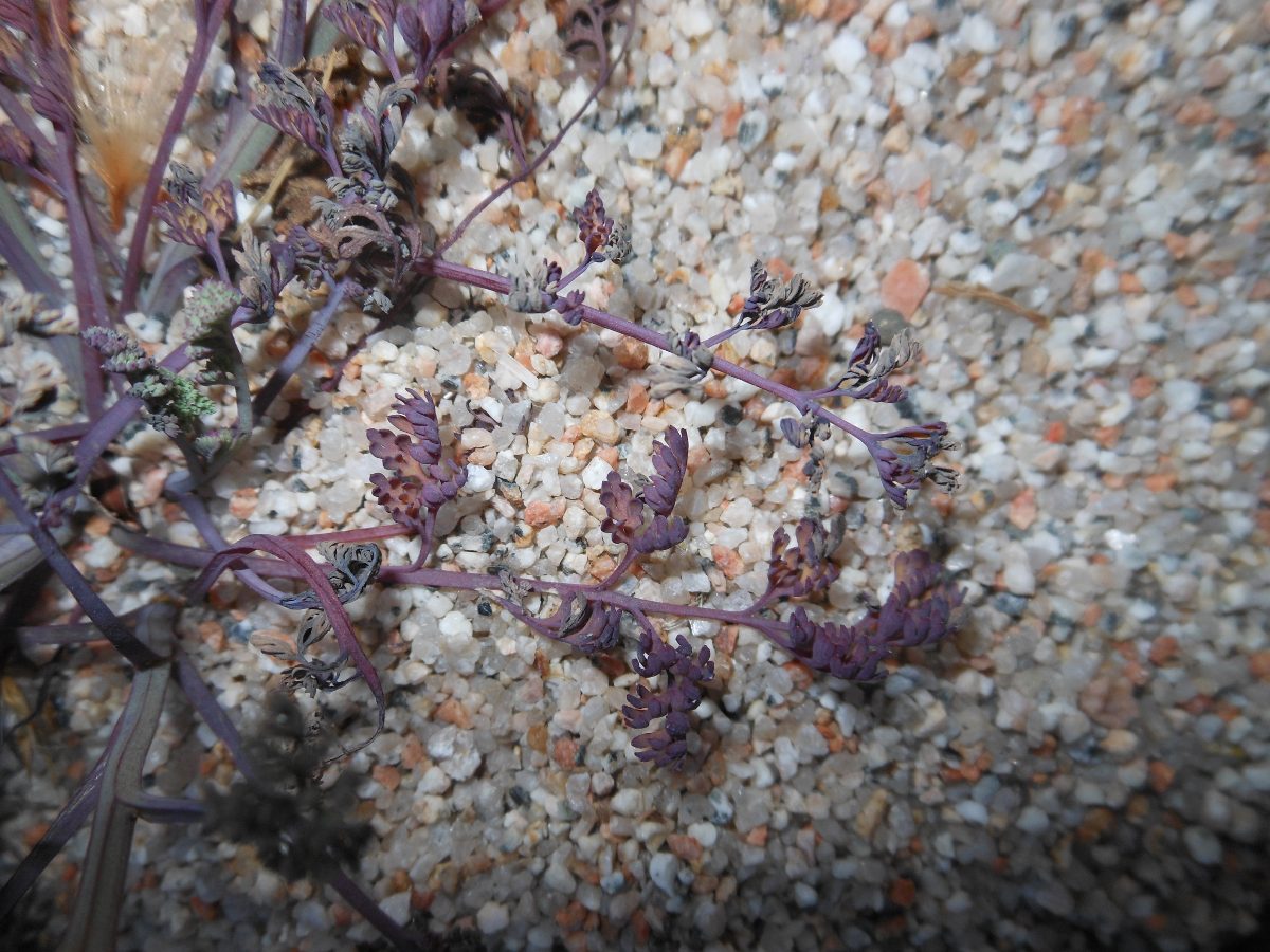 Fumaria densiflora DC./Fumaria a fiori densi